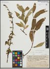 Foto von Salix alba L. x Salix fragilis L.